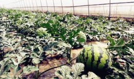 四川凉山爆料吃瓜,揭秘背后真相与争议